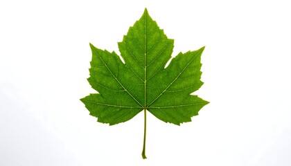 Fototapeta premium A close-up shot of a vibrant green leaf, displaying intricate veins and details against a bright white background