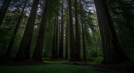Fototapeta premium Towering Ancient Redwood Forest Canopy Bathed in Soft Light, Lush Green Moss Underfoot, Serene