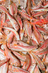 Fresh from the ocean red fish catch on ice displayed for sale at a local fish market stand on Crete.