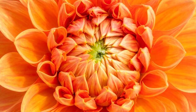 Vivid orange flower, tightly furled petals