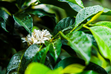 little coffee flowers inside the leaves of the coffee plant