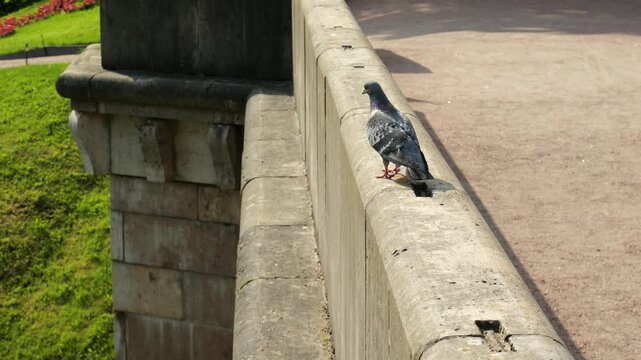 Pigeon walks along stone parapet of ancient Karpin Bridge in Gatchina Palace Park on sunny summer day, Russia