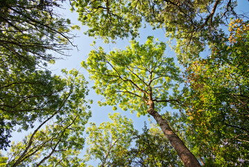 Looking up at trees reaching for the sky, capturing nature's beauty and tranquility.