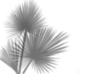 Palm leaf shadow on transparent background.