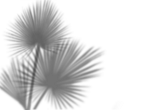 Palm leaf shadow on transparent background.