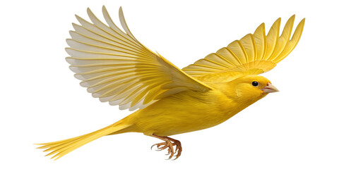 Fototapeta premium Canary PNG – Realistic Yellow Songbird Flying with Spread Wings on Transparent Background 