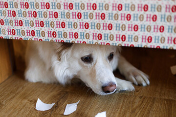 Merry Christmas and Happy Holidays! Cute sad dog face peeking under festive wrapping paper....
