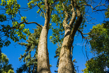 Fototapeta premium tree in the forest