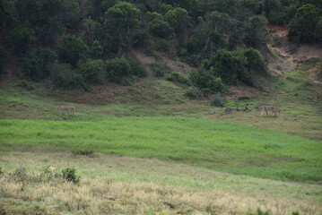 Africa- Large Format Panoramic View of Two Lioness Stalking Prey in the Wilderness © Sherry