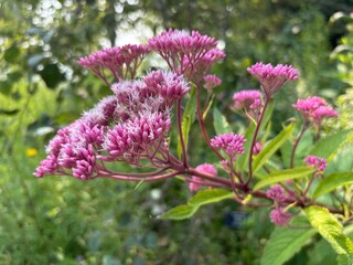 Pink wildflowers blooming outdoors