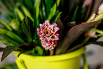 Red flower in a bucket