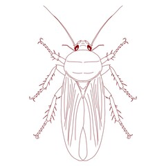 Outline Cockroach Insect Line Art Vector for Wildlife Entomology Biology and Educational Design