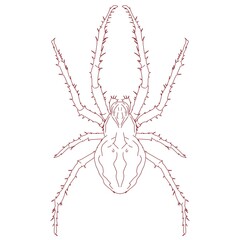 Spider Line Art Vector Illustration Outline Drawing for Logo Tattoo and Minimalist Design
