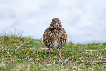 Redwing bird in the beautiful nature