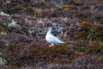 Ptarmigan bird on island of Hrisey in Iceland