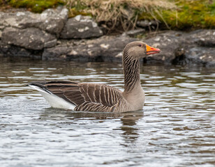 Fototapeta premium Greylag goose in the beautiful spring nature in Iceland