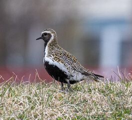 European golden plover in the nature of Iceland