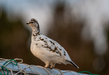 Ptarmigan bird on island of Hrisey in North Iceland