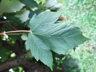 Green leaves