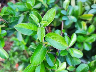 Green leaves