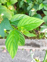 Obraz premium Green leaves