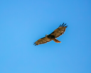 A Hawk flying in a blue sky with wings wide open hunting for food