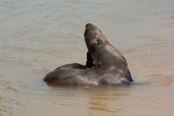 Obraz premium Giant river otter ,Pteronura brasiliensis, Endangered specie,Cuiabá River,Pantanal, Mato Grosso, Brazil
