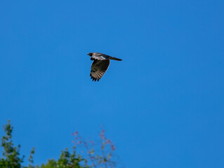 A Hawk flying in a blue sky with wings wide open hunting for food