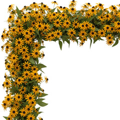 Black eyed susan flowers isolated on transparent background, corner arrangement