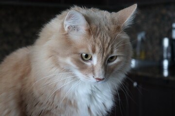 Closeup portrait of fluffy orange cat indoors