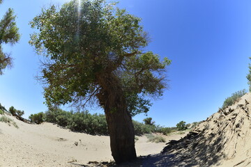 Populus euphratica trees in the desert