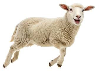 Fototapeta premium A cheerful sheep mid jump with its mouth open and white fleece against a plain white background view