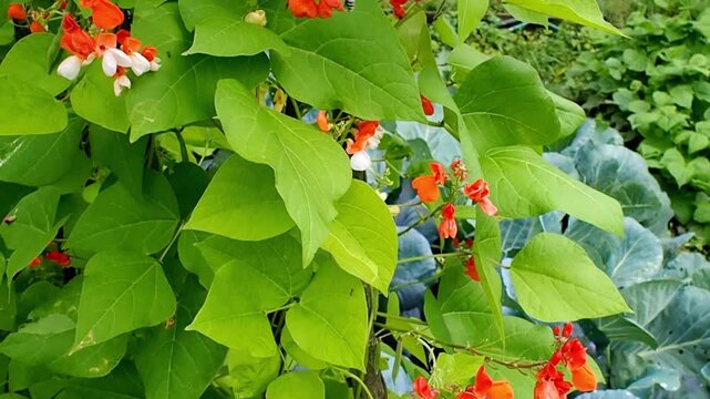 Scarlet runner bean vines with bright orange flowers climb near cabbage plants