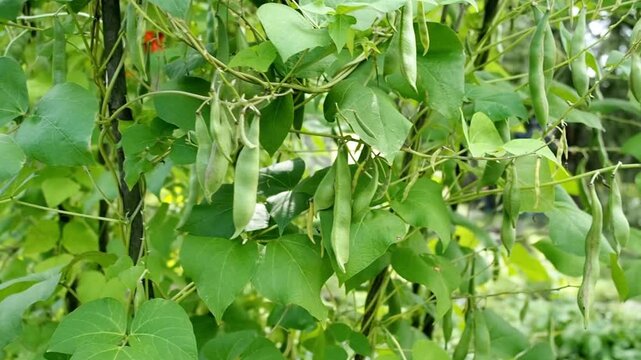 Green bean vines are growing up a trellis in a garden on a summer day
