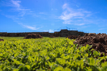 View of a green field with mounds of earth and blue sky
