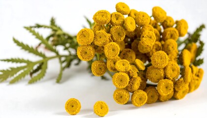 Tansy flower cluster with fern-like foliage on a white surface under bright, neutral light