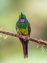 Empress Brilliant Hummingbird Perched with Vibrant Plumage