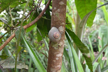 A giant land snail (Acavus phoenix) clinging to the stem surface of a jack tree