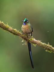 Violet-tailed Sylph perched on mossy branch in Ecuadorian cloud forest