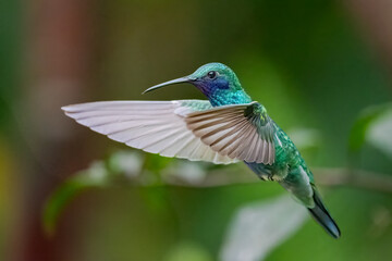 Blue-chinned sapphire hummingbird spreading wings in midair closeup