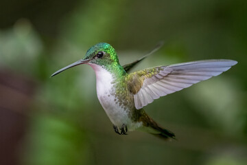 Andean Emerald Hummingbird in Flight,