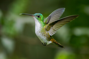 Andean Emerald Hummingbird in Flight,