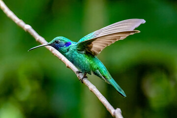 Sparkling Violetear Hummingbird Displaying Iridescent Plumage