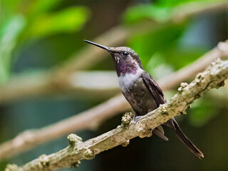 A Purple-throated Woodstar hummingbird (Calliphlox mitchellii) perched on tree branch