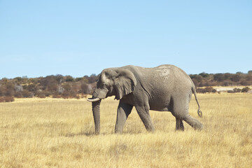 The Long Walk Across Etosha