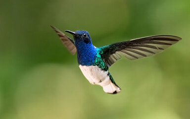 White-necked Jacobin Hummingbird in Flight
