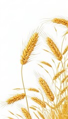 Fototapeta premium Golden Rice Ears on White Background Agricultural Harvest Concept