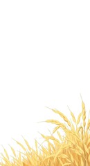 Obraz premium Golden Rice Ears on White Background Agricultural Harvest Concept