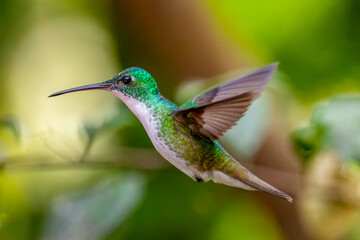 Andean Emerald Hummingbird in Flight,
