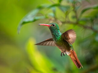 Fototapeta premium Close-up of a Rufous-tailed Hummingbird (Amazilia tzacatl) in flight against a soft green background